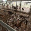 OPERAÇAO ANIMAL MAIS DE 300 CACHORROS EM MAUS TRATOS