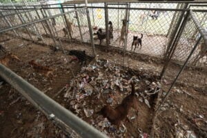 OPERAÇAO ANIMAL MAIS DE 300 CACHORROS EM MAUS TRATOS