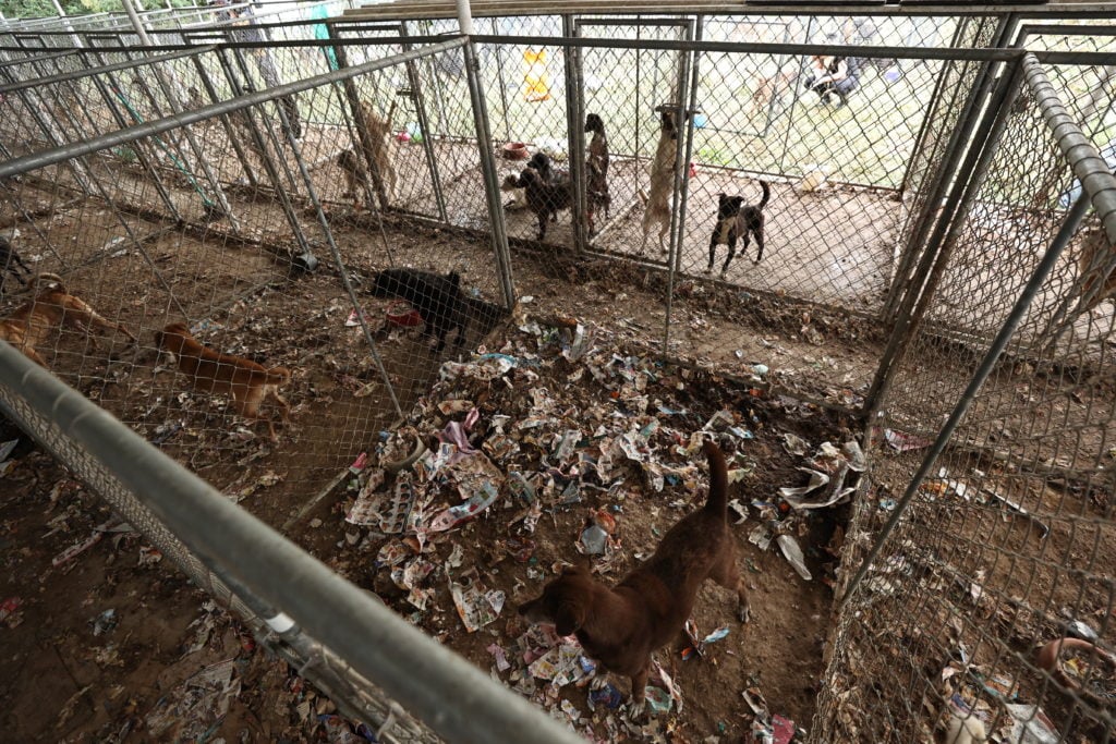 OPERAÇAO ANIMAL MAIS DE 300 CACHORROS EM MAUS TRATOS