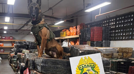 Operações com cães