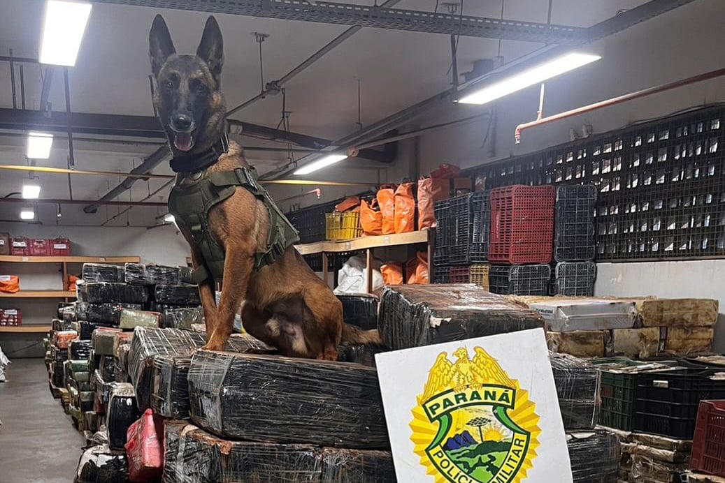 Operações com cães