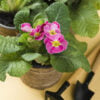 begonia na primavera