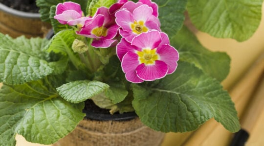 begonia na primavera