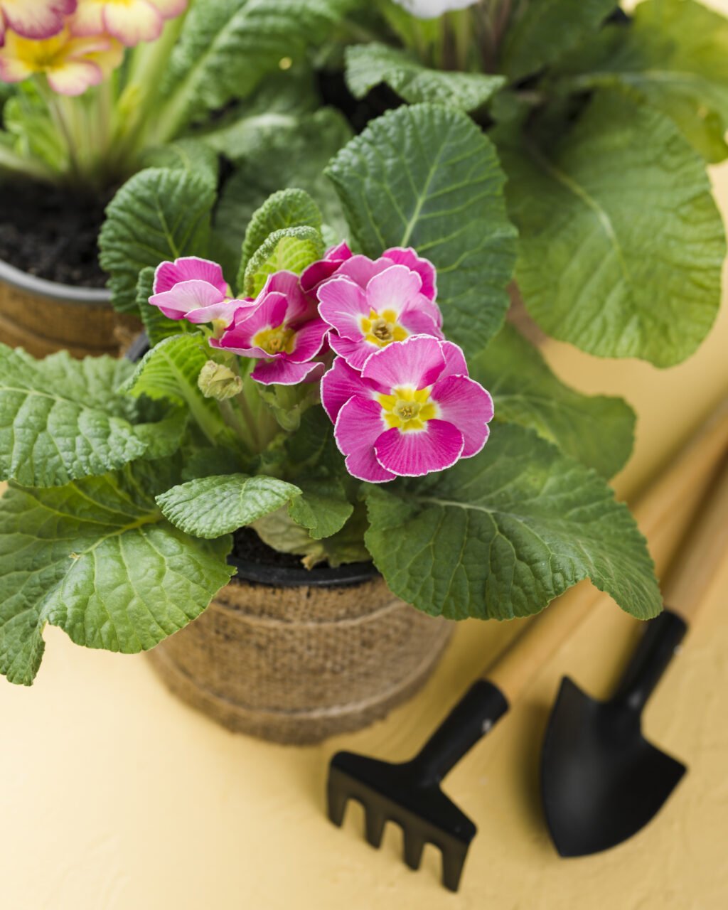 begonia na primavera