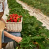 Close up of female gardener in mask picking strawberries