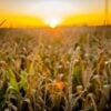 corn-5134432_1280