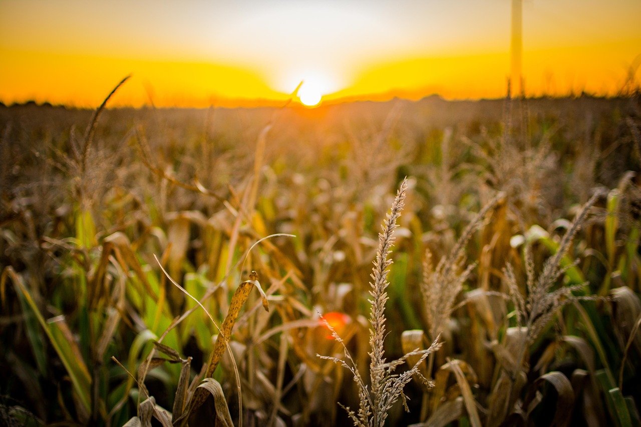 corn-5134432_1280