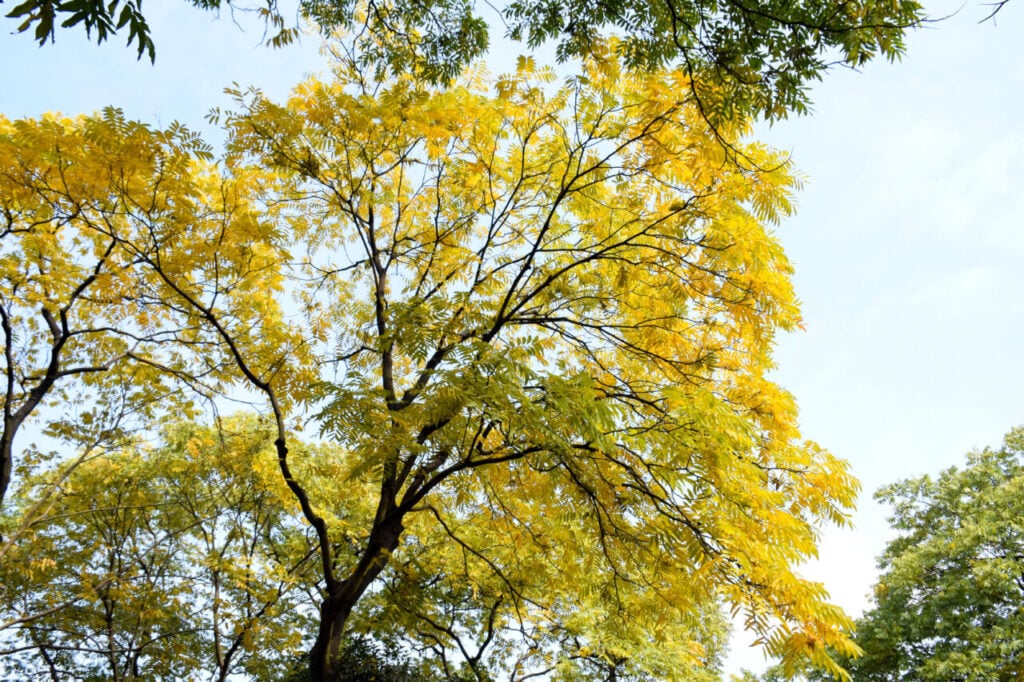 ipe-amarelo
