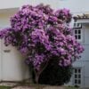 manaca da serra flores