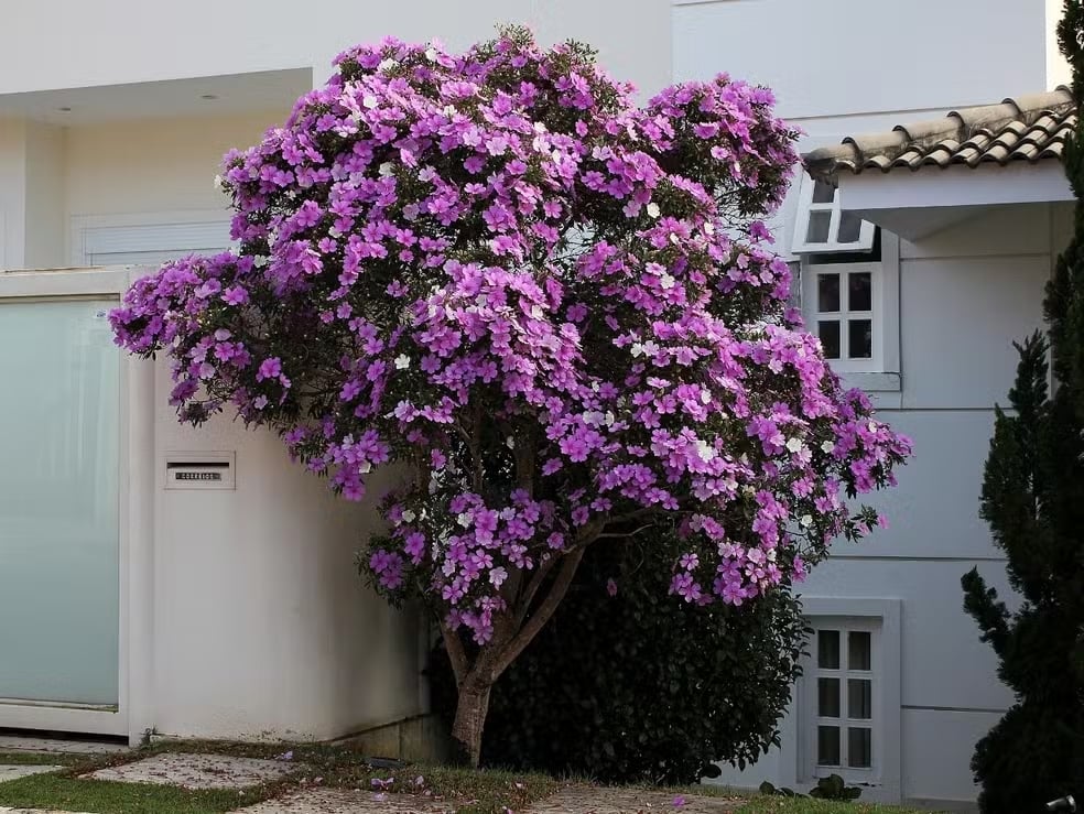 manaca da serra flores