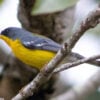 passarinhar_1_fabricio_vilela