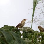 passarinhar_2_fabricio_vilela