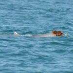 golfinhos com chapeu